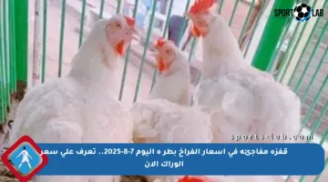 قفزة مفاجئة في أسعار الفراخ بطر ه اليوم 7-8-2025.. تعرف على سعر الوراك الآن